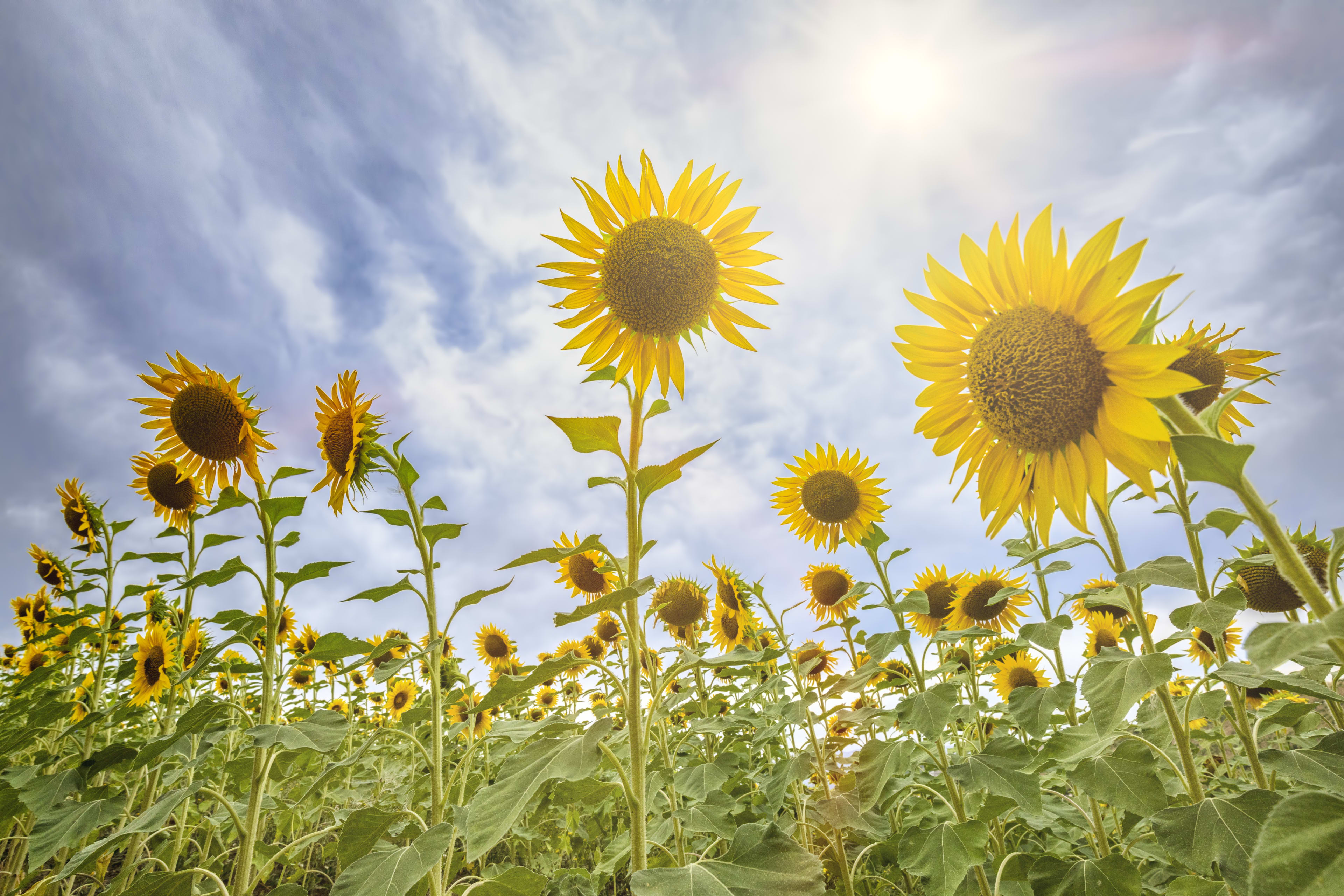 Zomers weer na wisselvallige dagen: tot 26 graden dit Hemelvaartweekend
